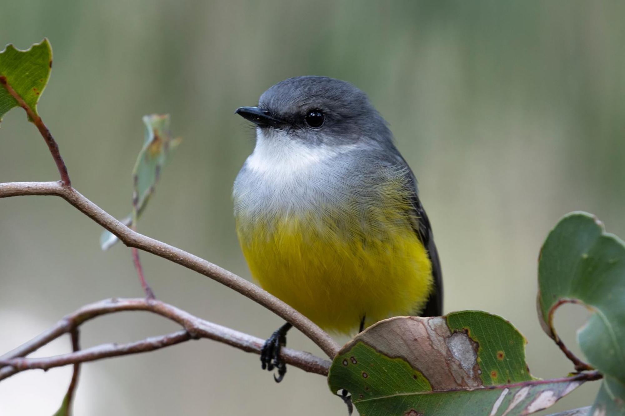 Yelverton Brook Conservation Sanctuary Metricup Εξωτερικό φωτογραφία