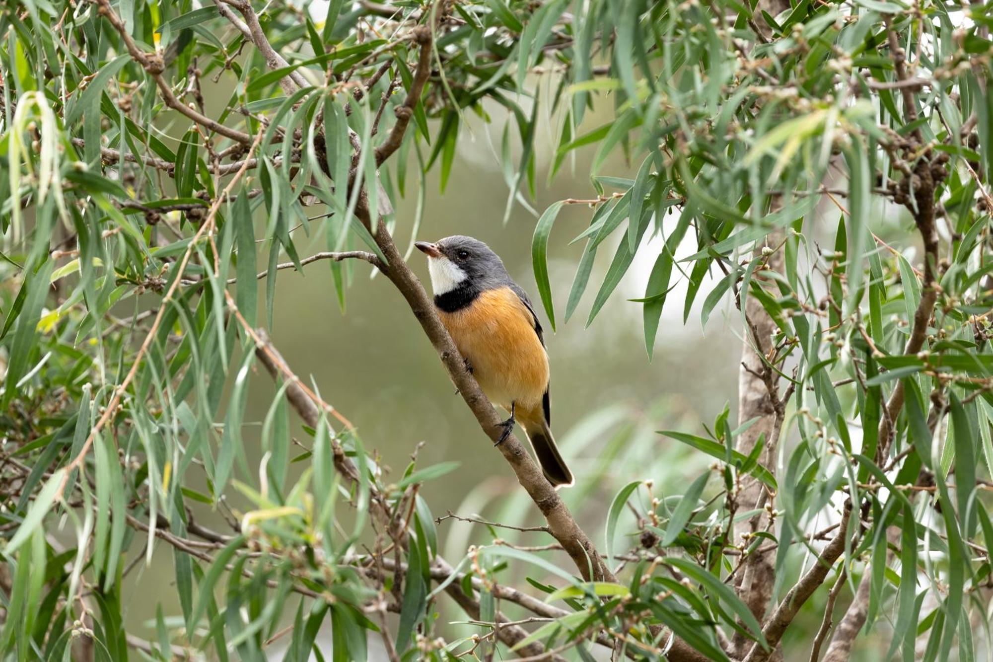 Yelverton Brook Conservation Sanctuary Metricup Εξωτερικό φωτογραφία